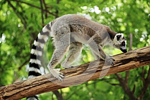 Ring-tailed lemur