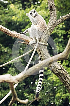 Ring-tailed lemur sitting on the tree branch, humorous scene