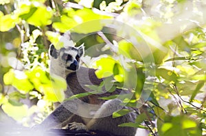 Ring-tailed lemur. Madagascar