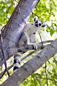 Ring-tailed lemur. Madagascar