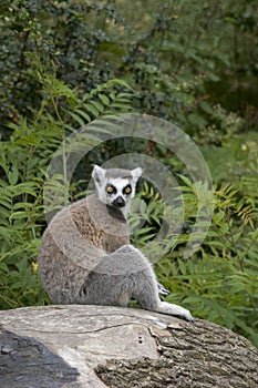 Ring-tailed Lemur sitting on a Tree Stump