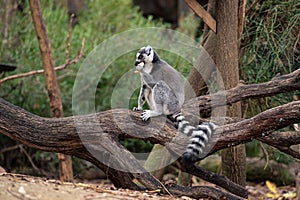 Ring-tailed lemur sitting on a tree trunk