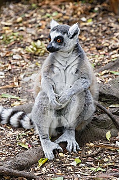 Ring Tailed Lemur sitting upright on a tree root in a woodland clearing