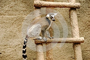 Ring-tailed lemur sitting on a wooden ladder at the zoo