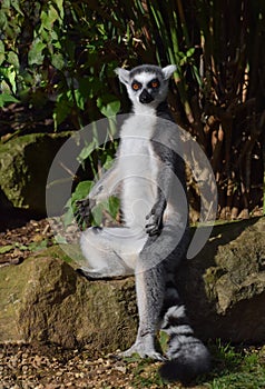 Ring tailed lemur sitting in a yoga type pose