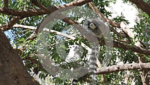 Ring-tailed lemur sitting of zoo