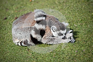 Ring Tailed Lemur sleeping