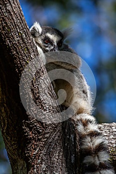 Ring-tailed lemur sleeping on a tree Lemur catta, Anja Reserve, Madagascar