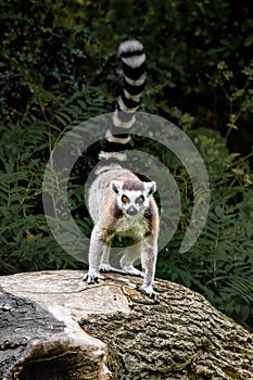 Ring tailed lemur standing on a fallen tree trunk.