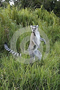 Ring-tailed lemur standing on hind legs, Madagascar