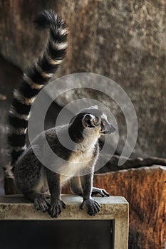 Ring Tailed Lemur standing on a Monitor
