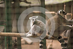 Ring-tailed lemur staring into a cage