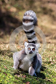 Ring-tailed lemur staring at camera Lemur catta, Anja Reserve, Madagascar