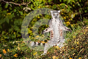 Ring-tailed lemur sunbath