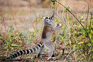 Ring-tailed lemur taking leaves from a plant, Lemur catta, Anja Reserve, Madagascar