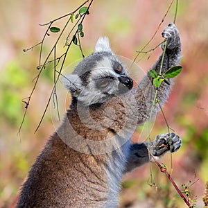 Ring-tailed lemur taking leaves from a plant, Lemur catta, Anja Reserve, Madagascar