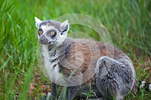Ring-tailed lemur in the Tbilisi zoo, the world of animals