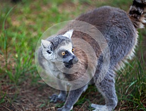 Ring-tailed lemur in the Tbilisi zoo, the world of animals