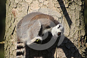 Ring tailed lemur in tree