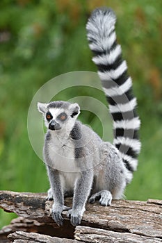 Ring-tailed lemur