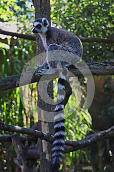 The Ring-Tailed Lemur on Tree Branch