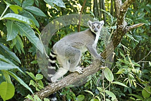 Ring-tailed lemur in tree, Madagascar