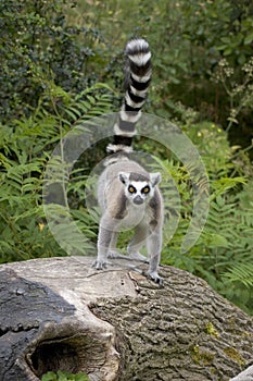 Ring-tailed Lemur on Tree Stump