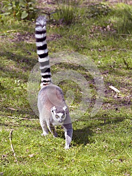 Ring-tailed lemur walking on grass