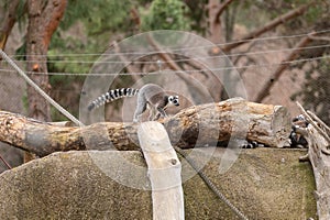 Ring-tailed lemur walking over a fallen log