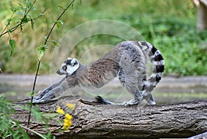 A ring tailed lemur walking on a tree