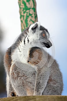 Ring-tailed Lemur watching