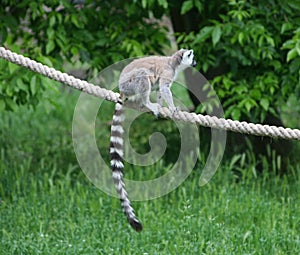 A ring-tailed lemur