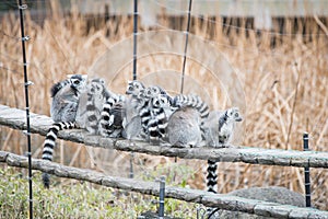 Ring-tailed Lemur at zoo