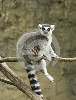 Ring tailed lemur in zoo