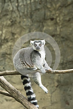 Ring tailed lemur in zoo