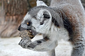 Ring-tailed lemur in a zoo close up