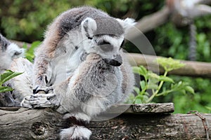 ring-tailed lemur - zoo - france