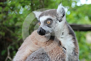 ring-tailed lemur in a zoo (france)
