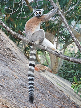 Ring-tailed lemur â€“ Sitting on a branch - Madagascar