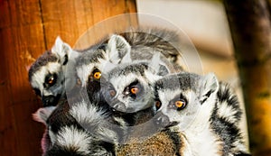 Ring-Tailed Lemuridae Family Resting Outdoors