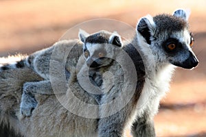 Ring tailed lemurs