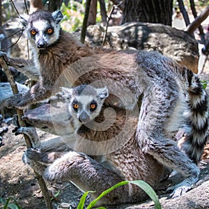 Ring Tailed Lemurs