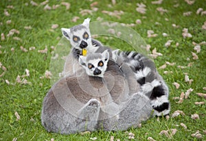 Ring-tailed lemurs