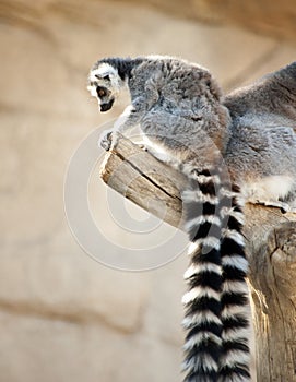 Ring Tailed Lemurs