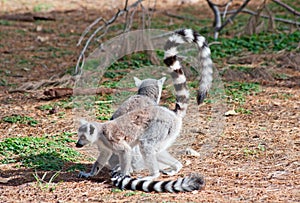 Ring-tailed lemurs