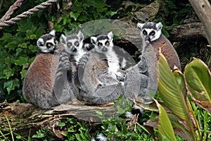 Ring tailed Lemurs