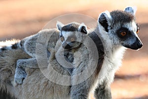 Ring tailed lemurs photo