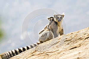Ring-tailed lemurs in Anja Reserve, Madagascar