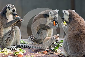 The ring-tailed lemurs in Beijing Zoo