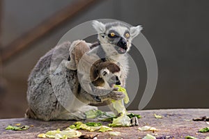 The ring-tailed lemurs in Beijing Zoo